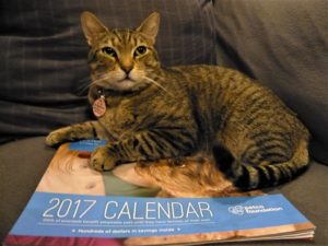 Petco 2017 Calendar